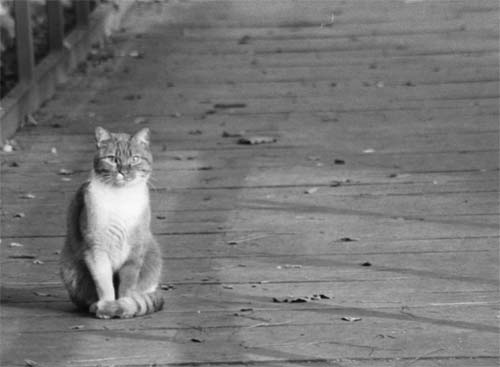 paseando al gato