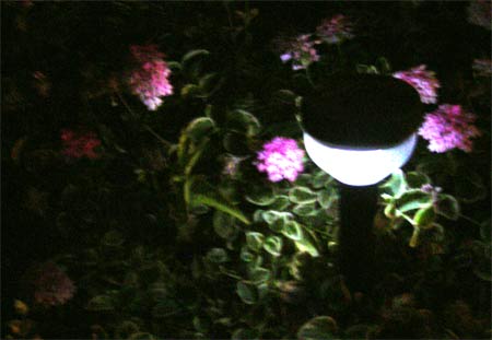 garden of the elves