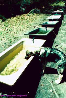 higiene animal